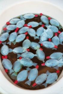 Fische in Closchüssel