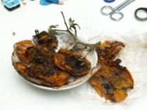 Verborgenes wieder ans Licht gebracht - Tomaten 2004-2006, eine Operation von Eva Koethen und Agnes Bube