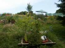 Martinas Kräutergarten auf dem Krickelstein im Hunsrück