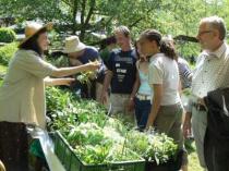 Kräuterstand von Martina Zipf