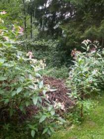 Impatiens Glandulifera - das grosse Springkraut beschützt ein Biotop