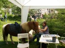 die Ponies vom Reiterparadies Kesselmühle warten auf ihre Reiter-Kids