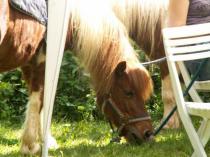 auch das Pony hat Hunger
