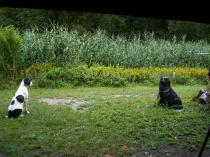 Die Wächter - Suki und der Plastikhund